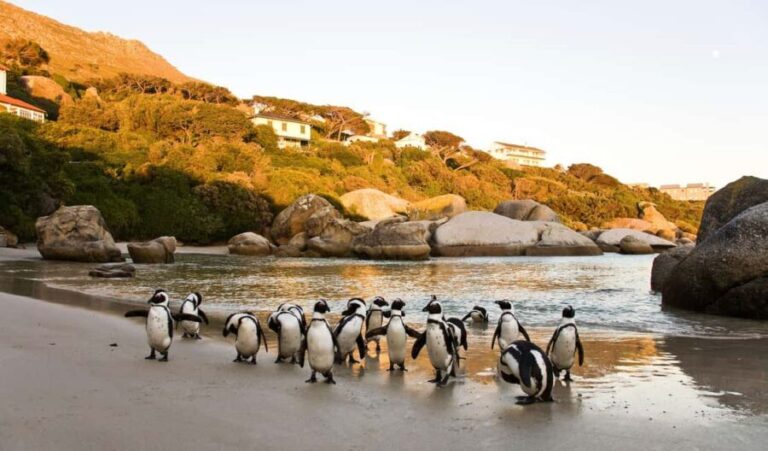 Cape Town: Full-Day Cape Peninsula and Penguins Tour - The Coastal Drive and Scenic Highlights