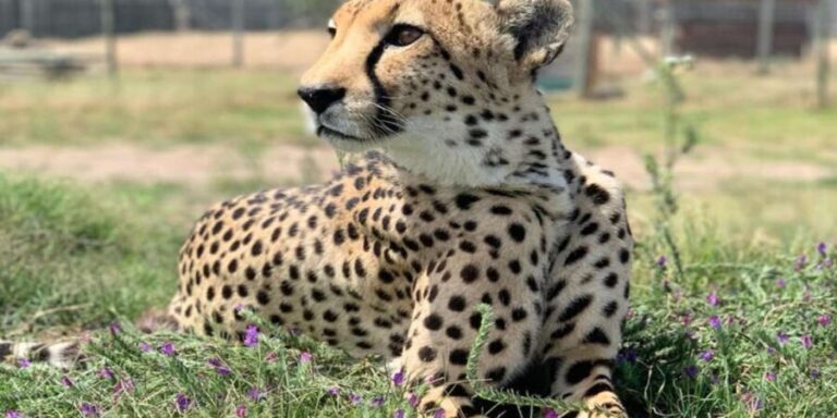Cape Town Full-Day Cheetah Outreach & Winelands Private Tour - Final thoughts: Who should consider this tour?