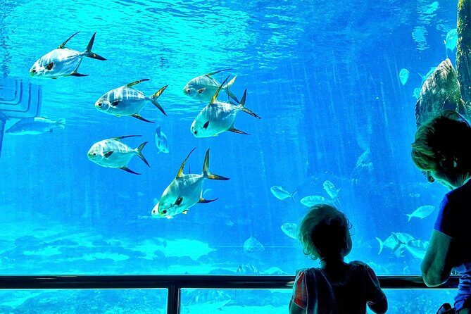 Cape Town Full Day Family Fun With Kids Private Tour - Transport, Timing, and Practicalities