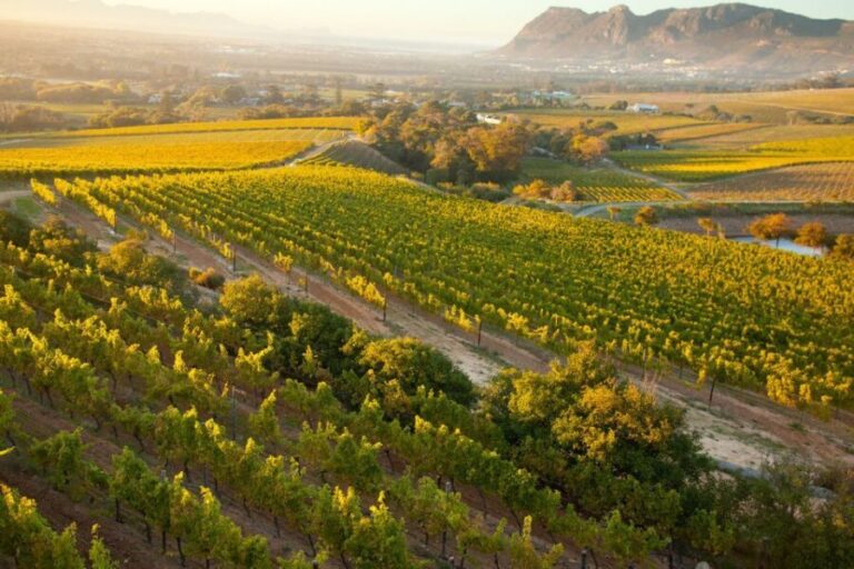 Cape Town: Half-day Private Wine Tour - What Makes This Tour Stand Out?