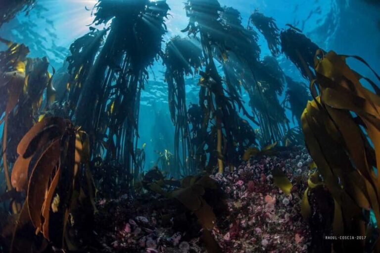 Cape Town; Kelp Forest SCUBA Dive - An In-Depth Look at the Cape Town Kelp Forest SCUBA Tour