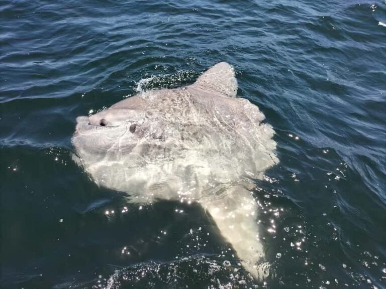 Cape Town: Marine Biologist Led Safari Tour - V&A Waterfront - Who Should Consider This Tour?