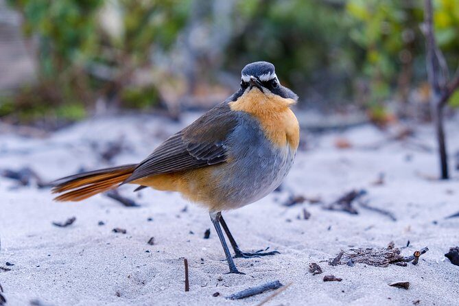 Cape Town Private Birding Tour - What Does the Tour Include and Exclude?