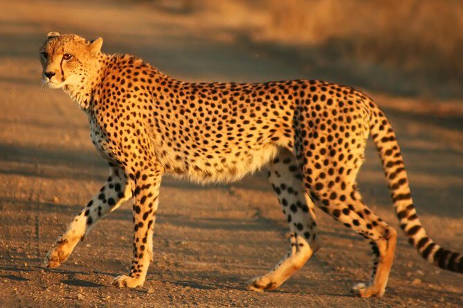 Cape town private - The Best of Big five safari - The Itinerary in Detail