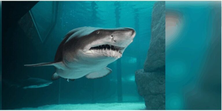 Cape Town: Robben Island and two Oceans Aquarium Day Tour - Practical Considerations