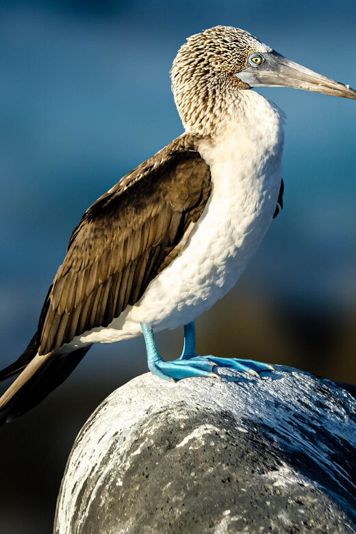Cape Town: Robben-Island Ferry & Table-Mountain-Pickup incl. - Who Should Consider This Tour?