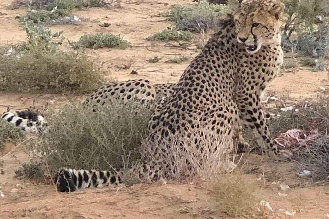 Cape Town Safari Transfers - The Price and Its Value