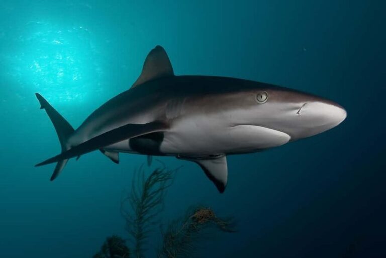 Cape Town: Shark Cage Dive - An Authentic Shark Encounter in False Bay