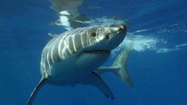 Cape Town: Shark Cage Diving Experience - The Sum Up