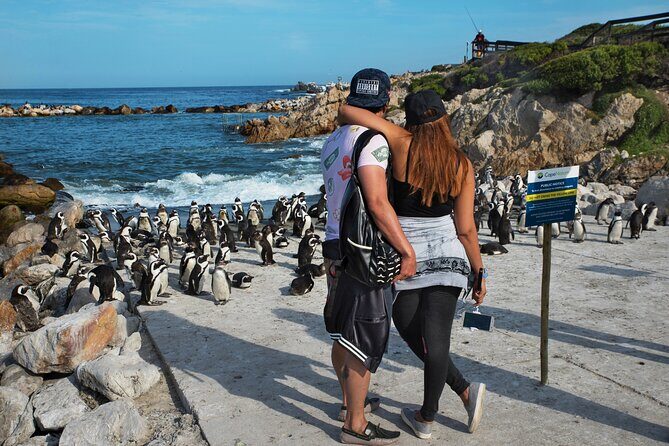 Cape Town: Shark Cage Diving & Penguins Tour to Gansbaai with private transfers - Authentic Insights from Past Travelers