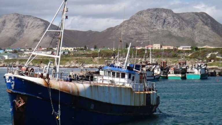 Cape Town: Shark Diving at Gansbaai Harbor Tour - Key Points