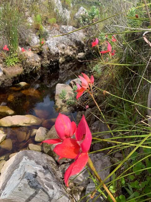 Cape Town: Skeleton Gorge Hike to Table Mountain Summit - What Does the Experience Offer in Terms of Value?