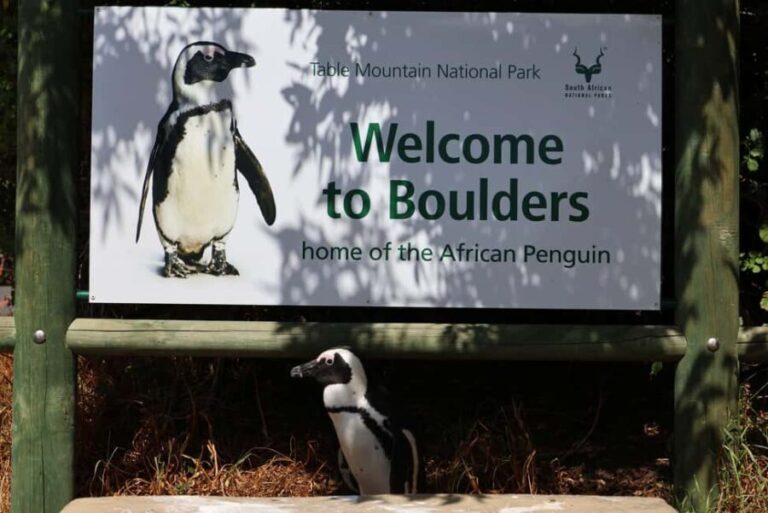Cape Town: Table Mountain, Boulders Beach, & Cape Point Tour - Transportation, Timing, and Practicalities