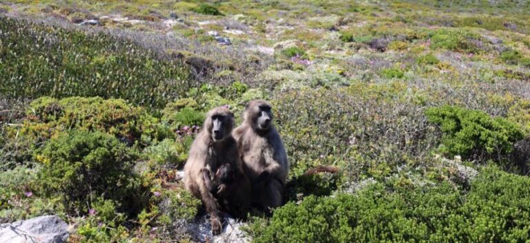 Cape Town: Table Mountain, Penguins & Cape Point Group Tour - What the Tour Means for You