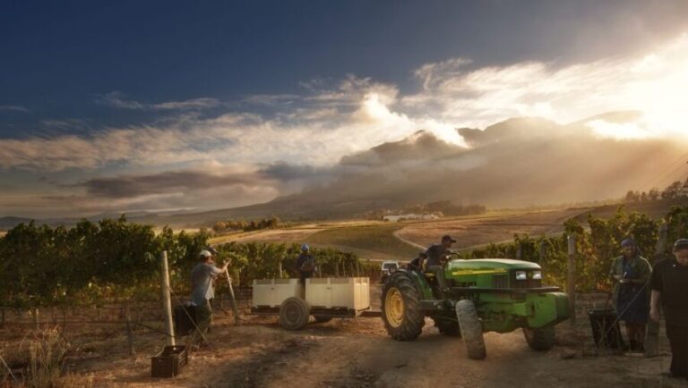 Cape Town: Winelands Half Day Tour with Local Guide - What Makes This Tour Stand Out