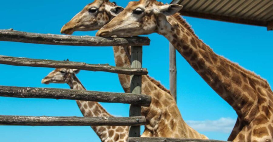 Cape Winelands Family Tour & Wildlife Encounter - Transportation, Group Size, and Pricing