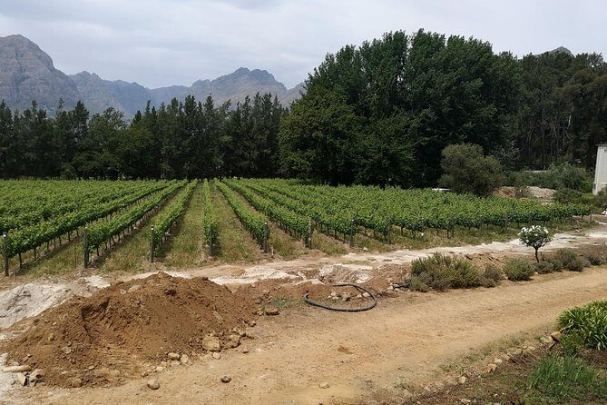 Cape Winelands Stellenbosch Franschhoek Paarl Tour from Cape Town - Analyzing the Value