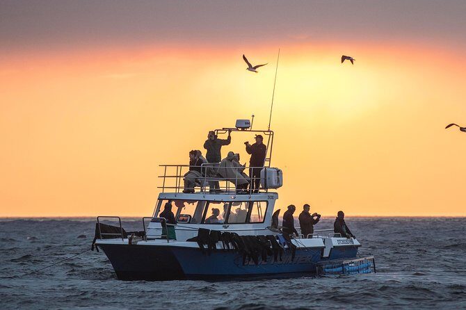 CapeTown: Shark Cage Diving Experience with Scuba - The Final Verdict: Who Should Consider This Tour?