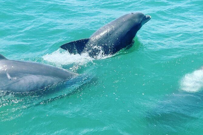 Catamaran Dolphin Cruise in Myrtle Beach with Barrier Island Stop - What We Love About This Experience