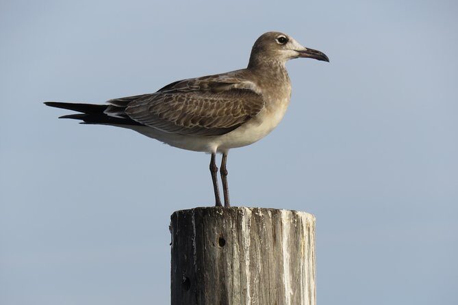 Cedar Key Food Walks - Who Will Enjoy This Tour?