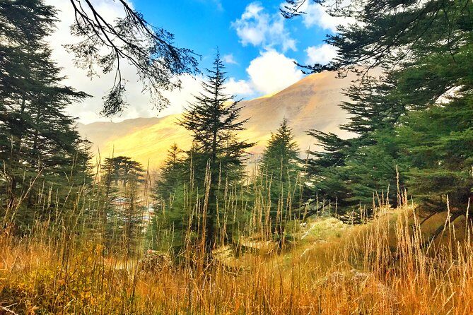 Cedars, Bsharre & Kozhaya Day Tour - Who Should Consider This Tour?