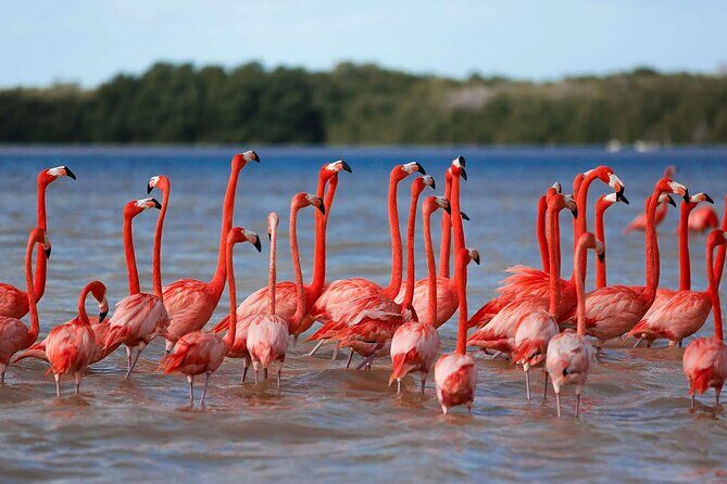 Celestun Beach and Mangrove Boat Ride from Merida - Transportation, Duration, and Group Size