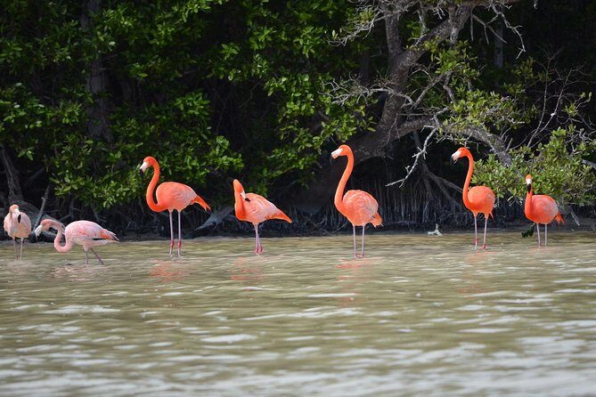 Celestun Biosphere Reserve Tour from Merida - Why the Tour Excels: Insights from Travelers