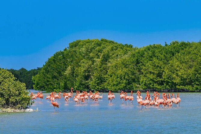 Celestun mangrove boat tour from Mérida - The Itinerary Breakdown