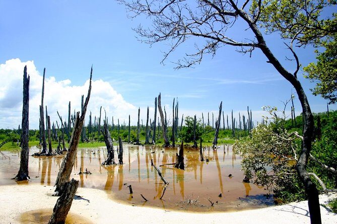 Celestun Nature Reserve Flamingo Tour-Boat to Flamingo Paradise from Merida - Authentic reviews and what they reveal
