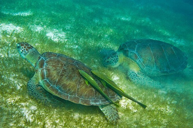 Cenote and Akumal Snorkel - The Itinerary and What You Can Expect