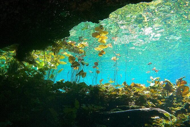 Cenotes El Pit and Nicte Ha Guided Scuba Diving - Why You Should Consider This Tour