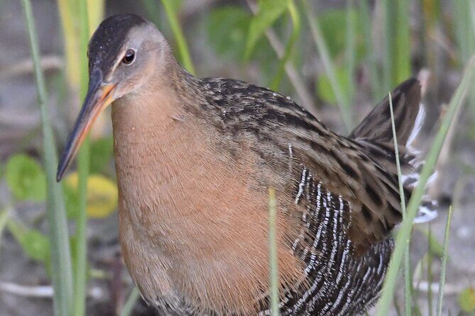 Central Florida Half-Day Private Birding Activity - 2 person max - The Value of a Private Tour
