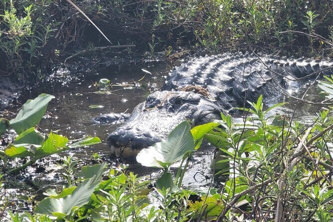 CENTRAL FLORIDAS BEST PRICED eco-friendly airboat rides - Deep Dive: Why This Tour Stands Out