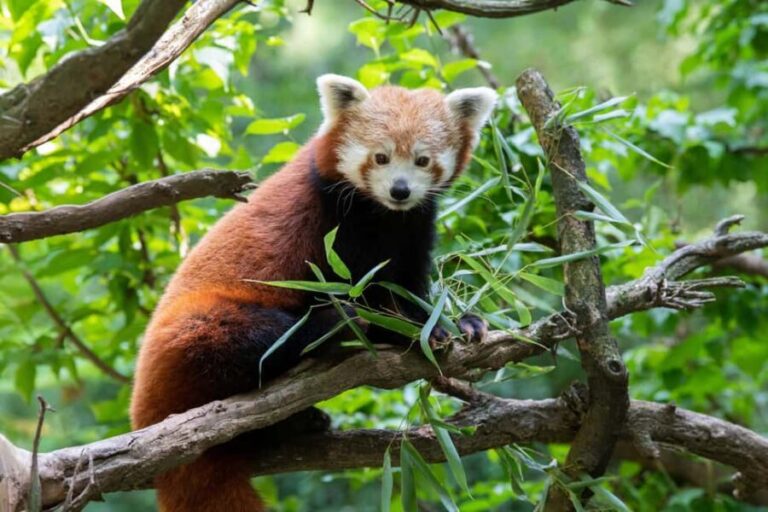 Central Park Zoo Entry Ticket - How Does the Cost Match the Experience?
