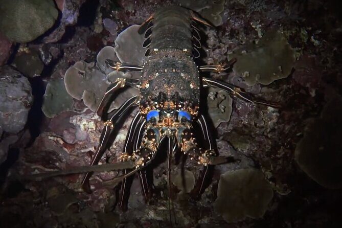 Certified Beach Night Dive - What is the Certified Beach Night Dive?