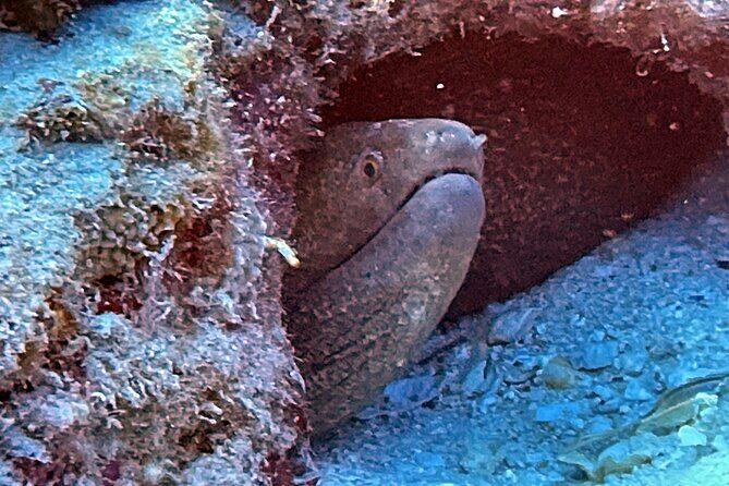 Certified Diver: 2-Tank Night Dive - The Value Proposition: Why This Tour Is Worth Considering