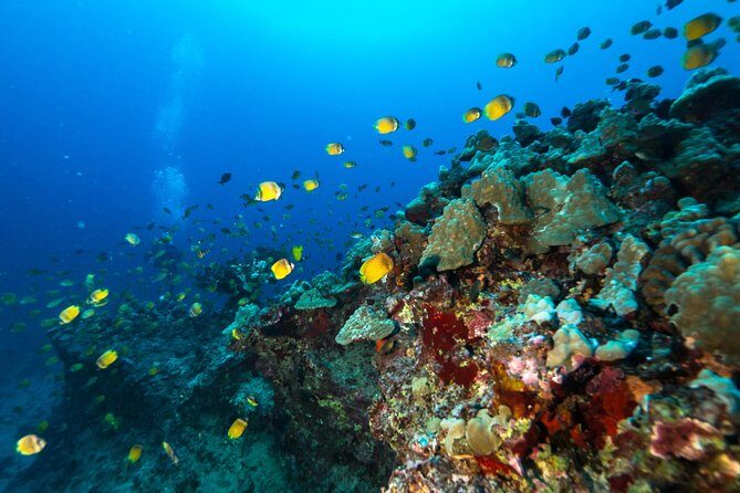 Certified Diver: 2-Tank Shallow Reef Dives off Oahu - Final Thoughts: Is This Tour Right for You?