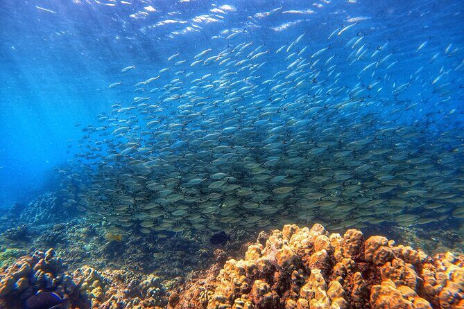 Certified Divers! Scuba dive the Ka'anapali Coast and more! - Final Thoughts: Who’s This Tour Best For?