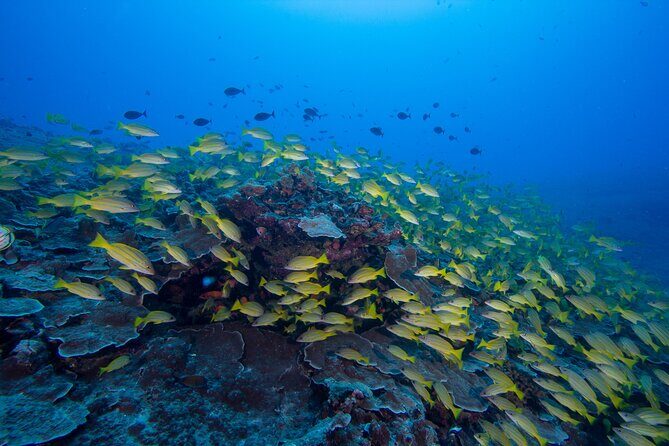 Certified Scuba Diving Along Two Shallow Reef Sites - Why This Tour Excels
