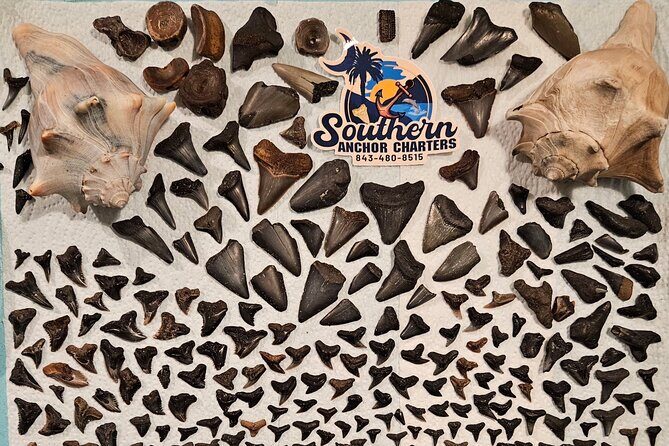 Charleston/Folly Beach Shark Tooth and fossil Island Drop off - Analyzing the Value