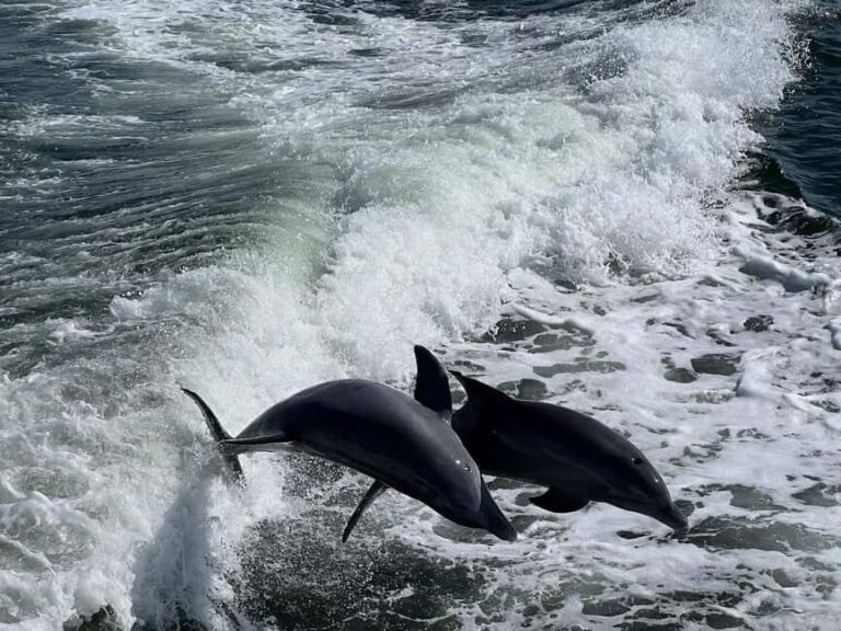 Charlotte Harbor: Dolphin Discovery Day Cruise - FAQ