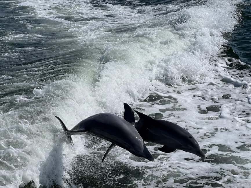 Charlotte Harbor: Dolphin Discovery Day Cruise - FAQ