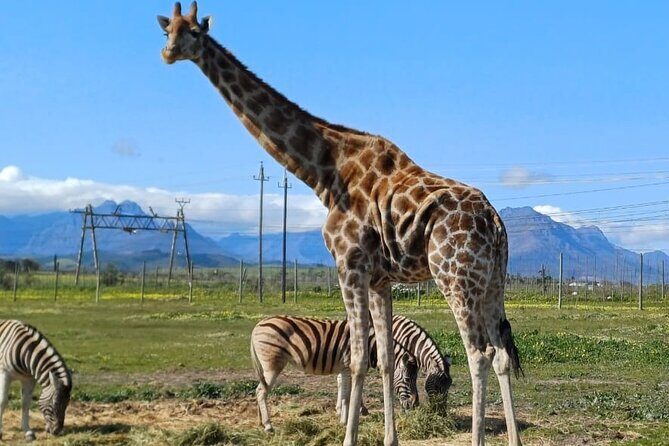 Cheetah Outreach, Giraffe Encounter, and Wine Tasting Experience - The Sum Up