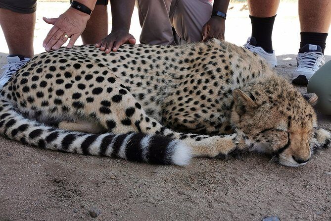 Cheetah Outreach Tour Somerset West, Gordon's Bay and Strand Beaches - Final Words