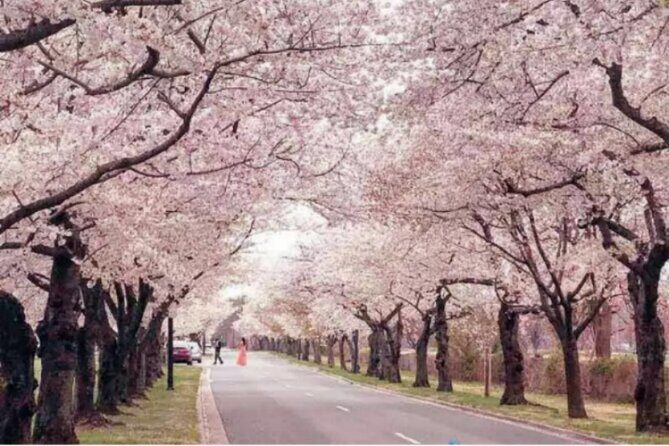 Chicago to Washington D.C. Cherry Blossom 3-Day Tour - Transportation and Group Size