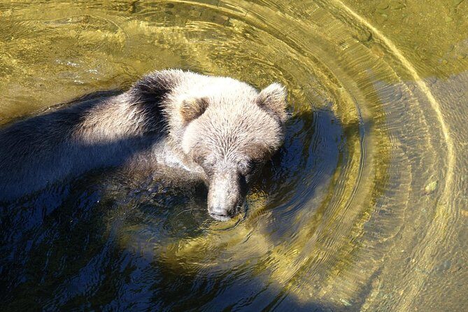 Chichagof Island Tour: Brown Bear Search - Final Thoughts