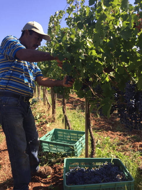 Chihuahua: Elemental Wine Experience with Tasting and Tour - Itinerary Breakdown: What to Expect