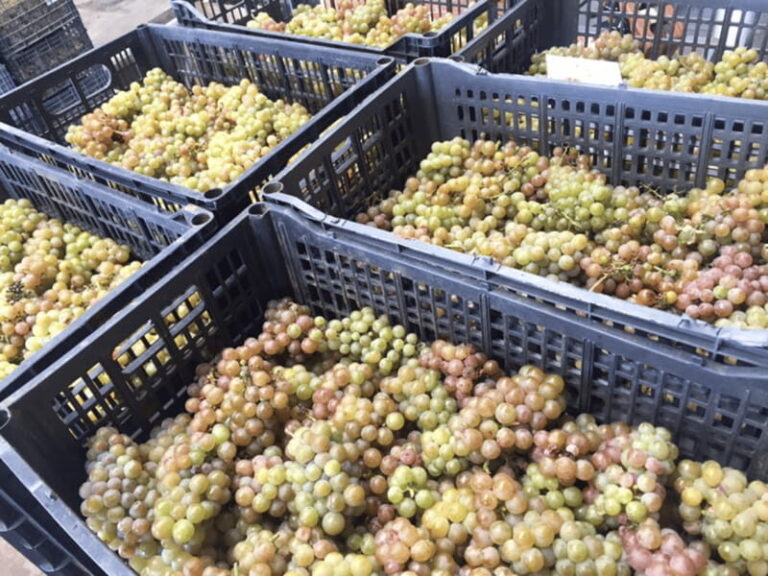 Chihuahua: Insignia Winery Wine Tasting Experience - Who Will Love This Tour?
