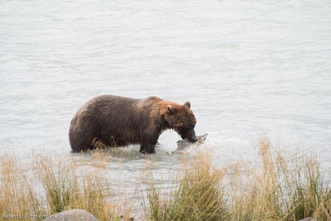 Chilkoot Wilderness and Wildlife Viewing (2.5 hrs in Haines) - Analyzing the Value