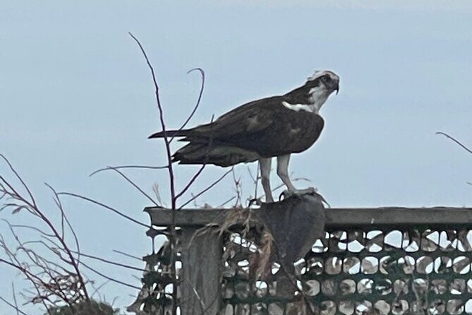 Chincoteague and Assateague Birdwatching Boat Tour - An In-Depth Look at the Tour